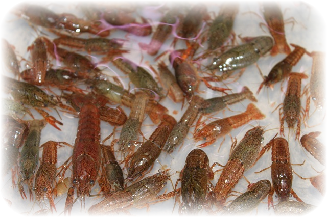 活エサ 生餌の専門店 アクアショップしなの