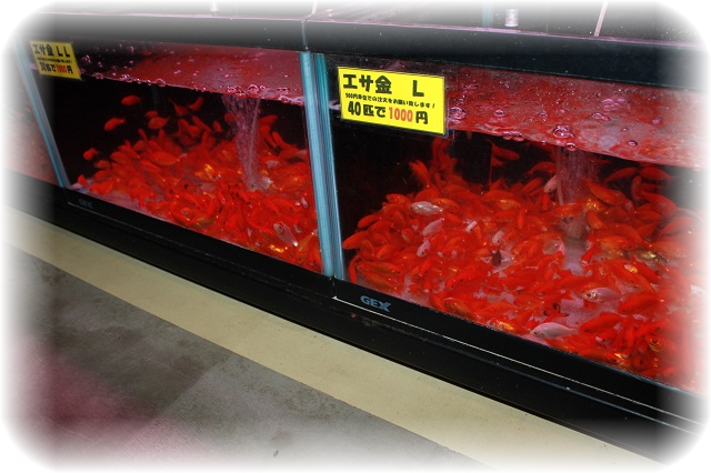 金魚 の 餌 どこに 売っ てる